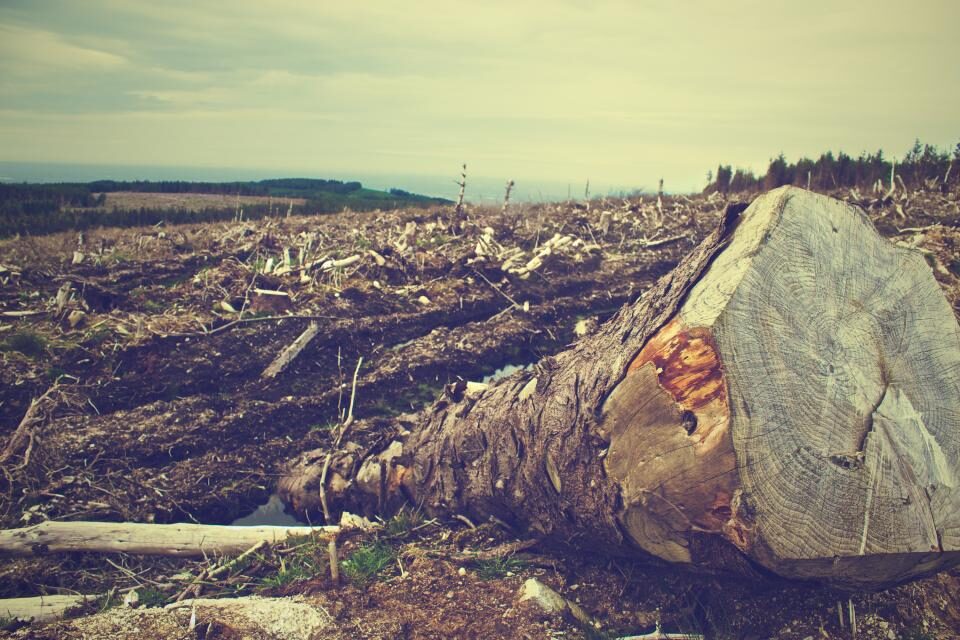 Área com supressão de vegetação e toras cortadas