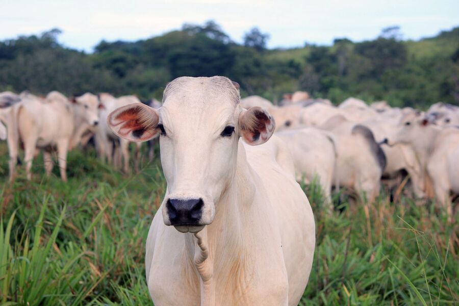 Propriedades rurais e agronegócio